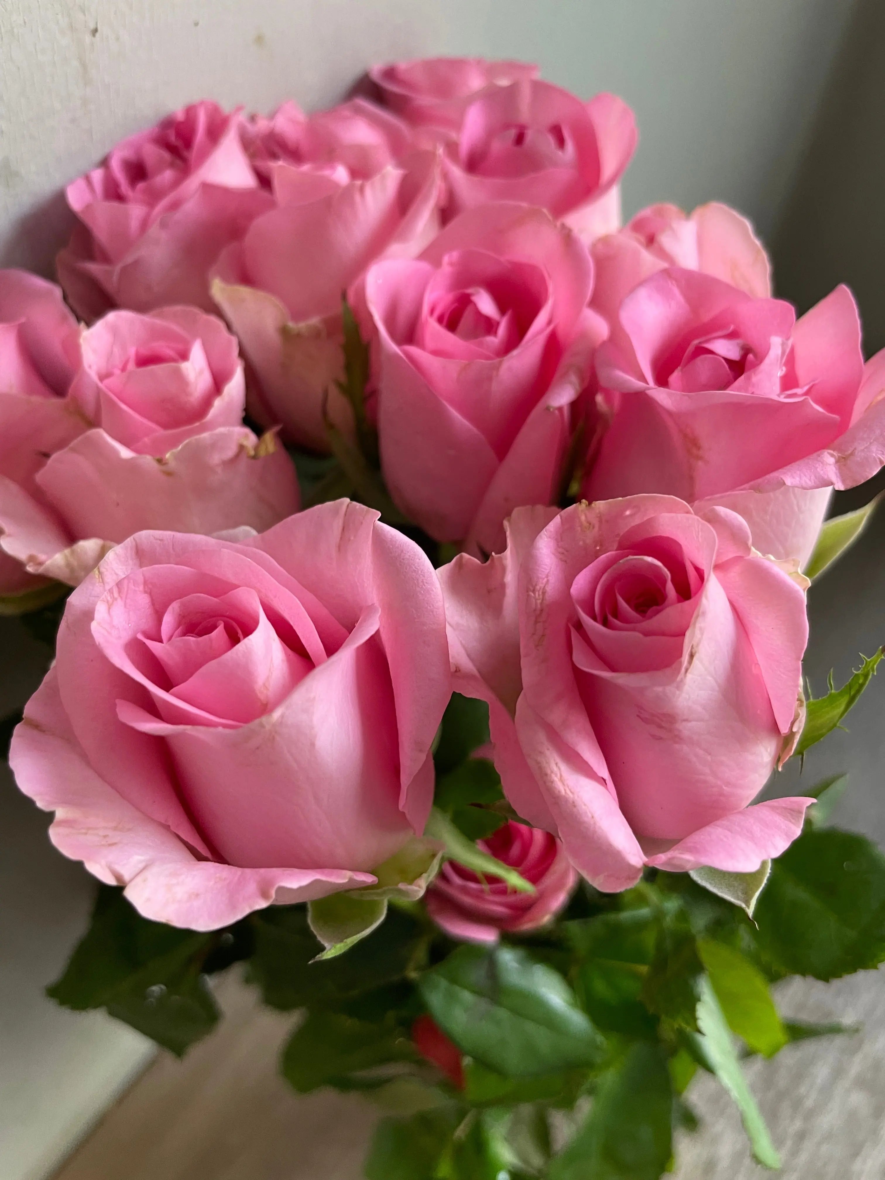 Rose 1magnolialane