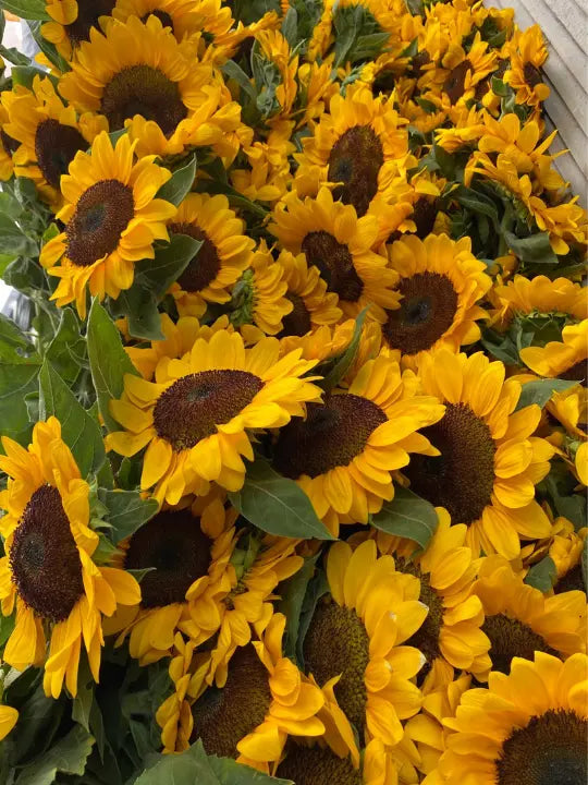 Sunflower 1magnolialane