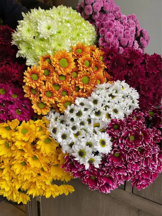 Chrysanthemum 1magnolialane