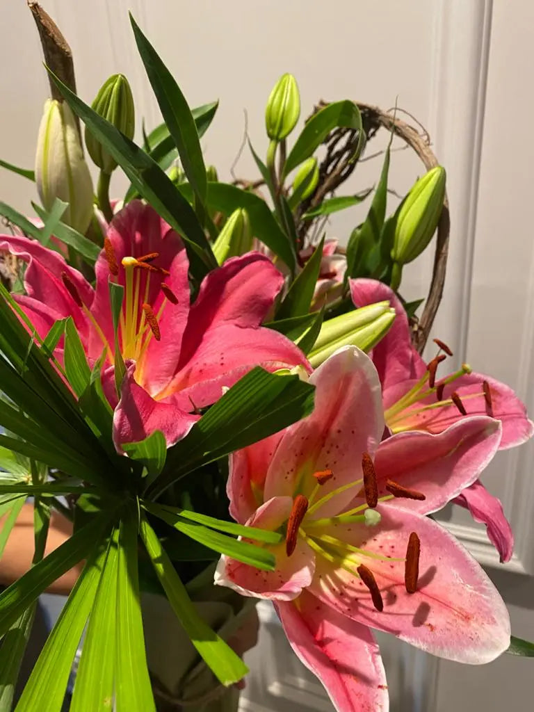 Oriental Lily 1magnolialane