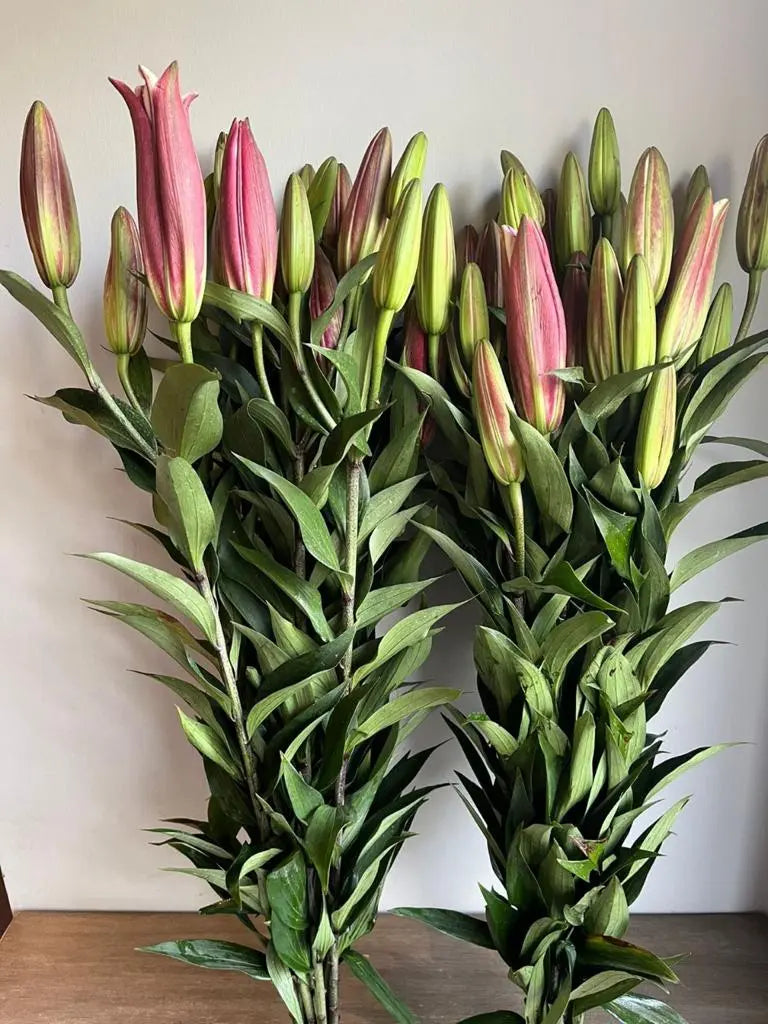 Oriental Lily 1magnolialane