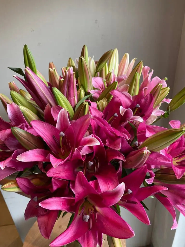 Oriental Lily 1magnolialane