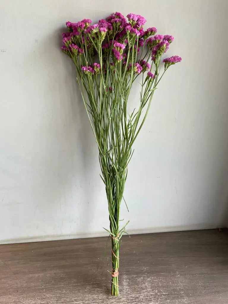 Statice 1magnolialane