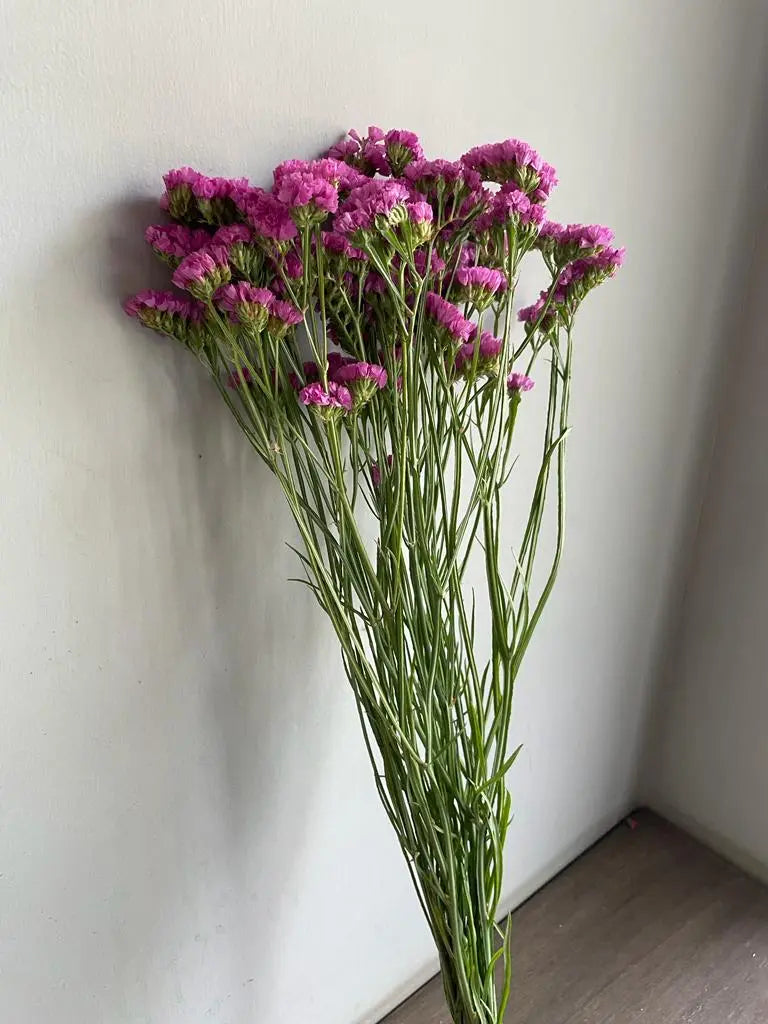 Statice 1magnolialane