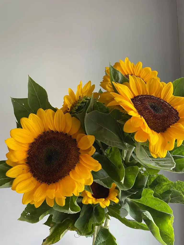 Sunflower 1magnolialane