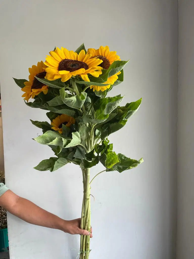 Sunflower 1magnolialane