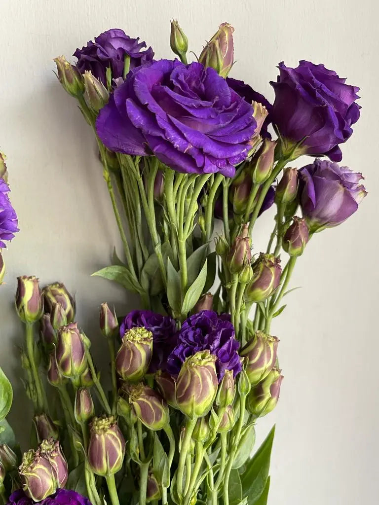 Lisianthus 1magnolialane