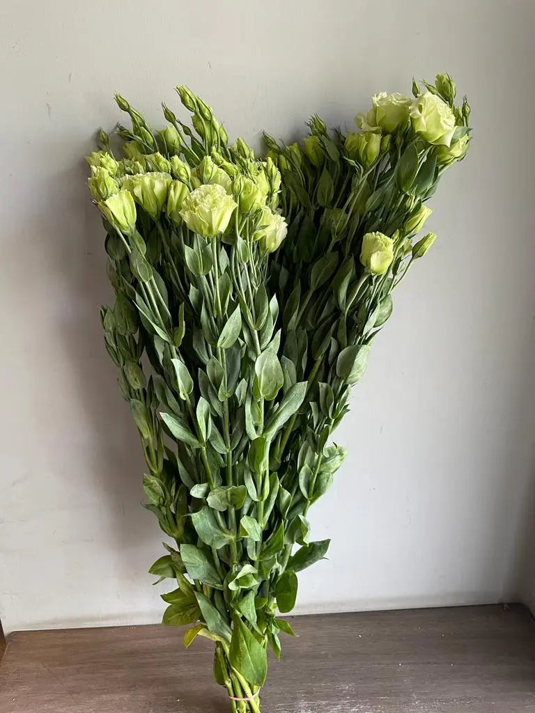 Lisianthus 1magnolialane