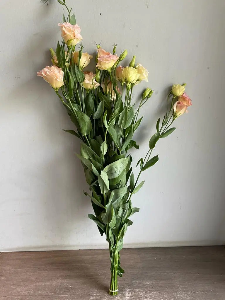 Lisianthus 1magnolialane