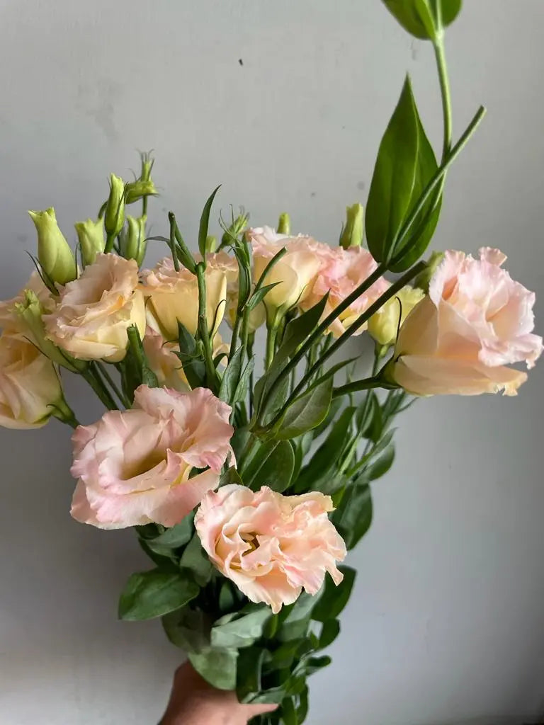 Lisianthus 1magnolialane