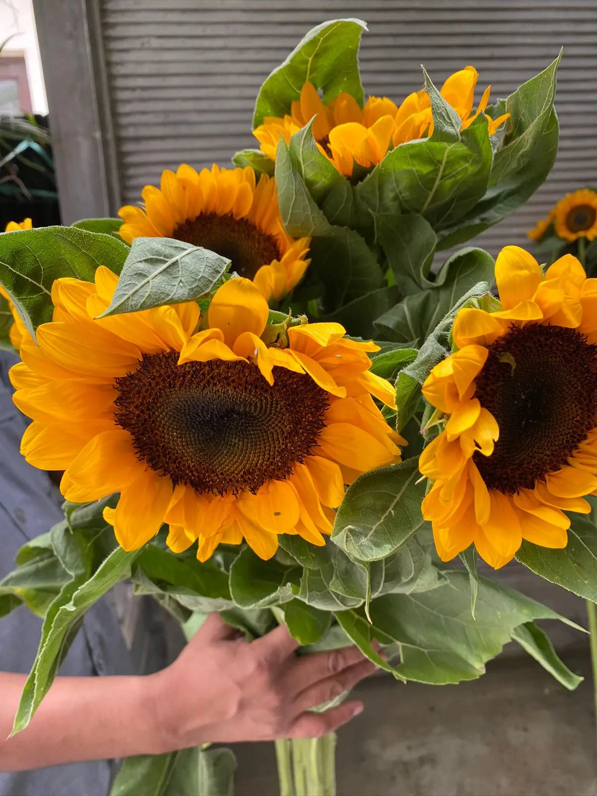 Sunflower 1magnolialane