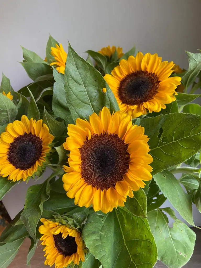 Sunflower 1magnolialane