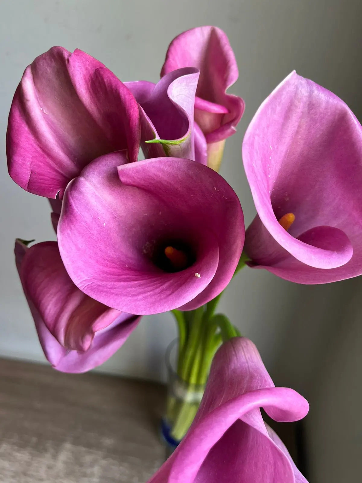 Calla Lily 1magnolialane