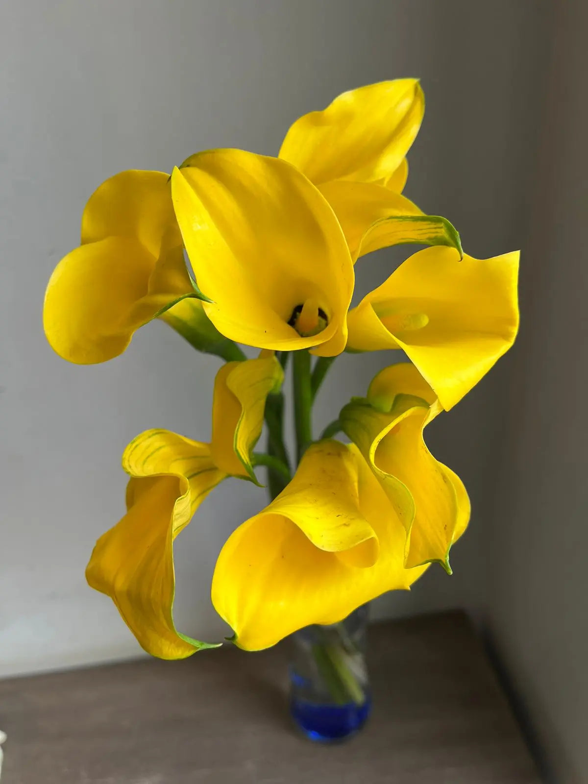 Calla Lily 1magnolialane