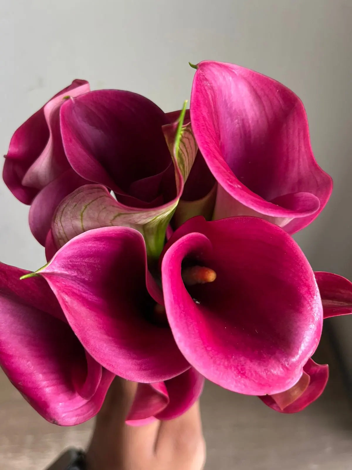 Calla Lily 1magnolialane