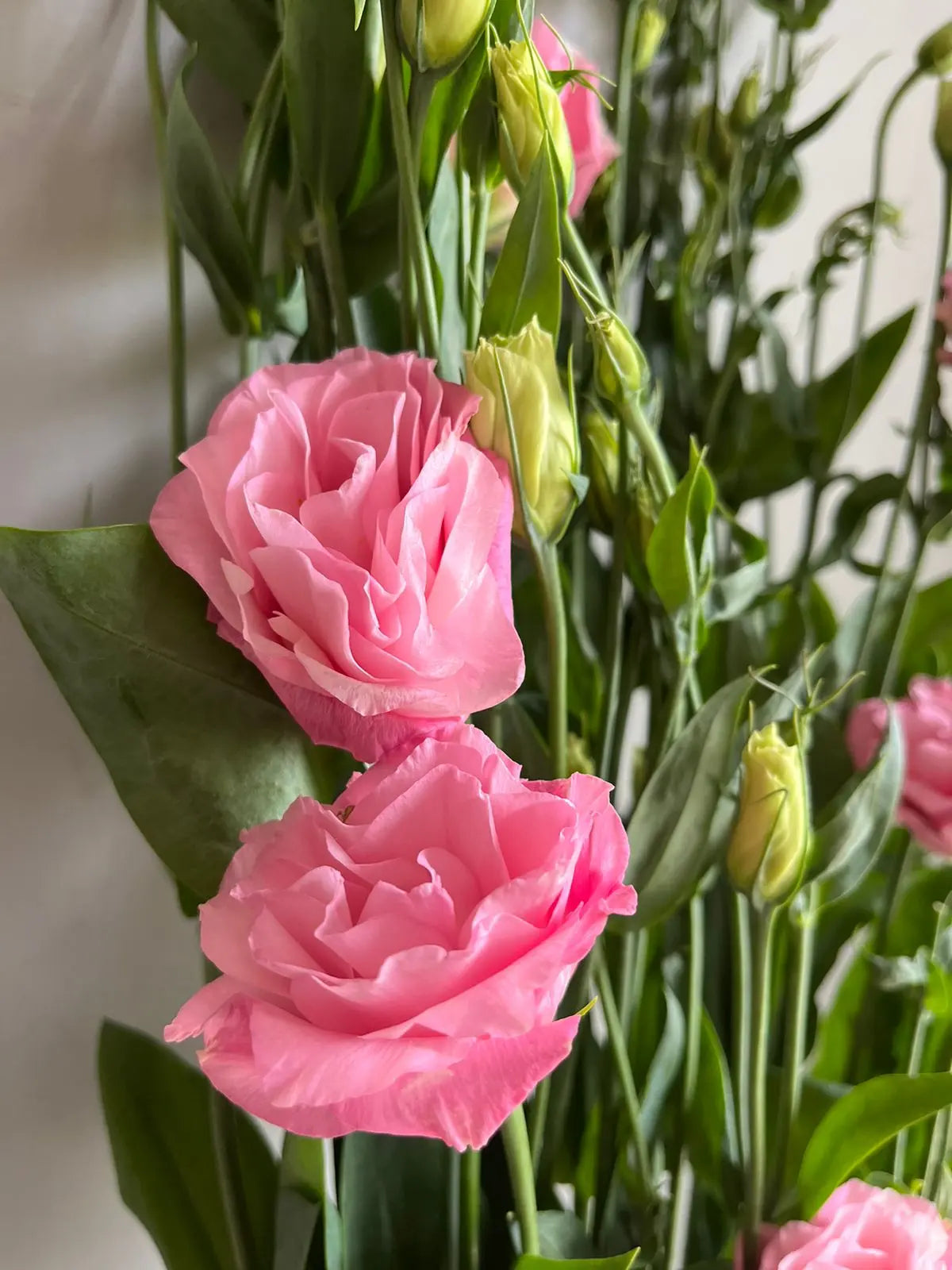 Lisianthus 1magnolialane