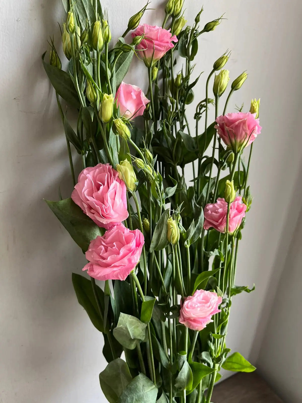 Lisianthus 1magnolialane