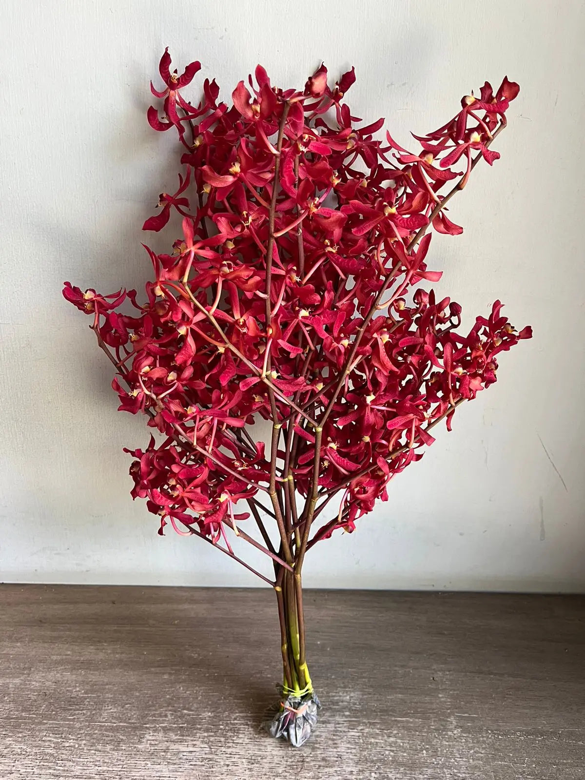 Aranthera Red Orchid 1magnolialane