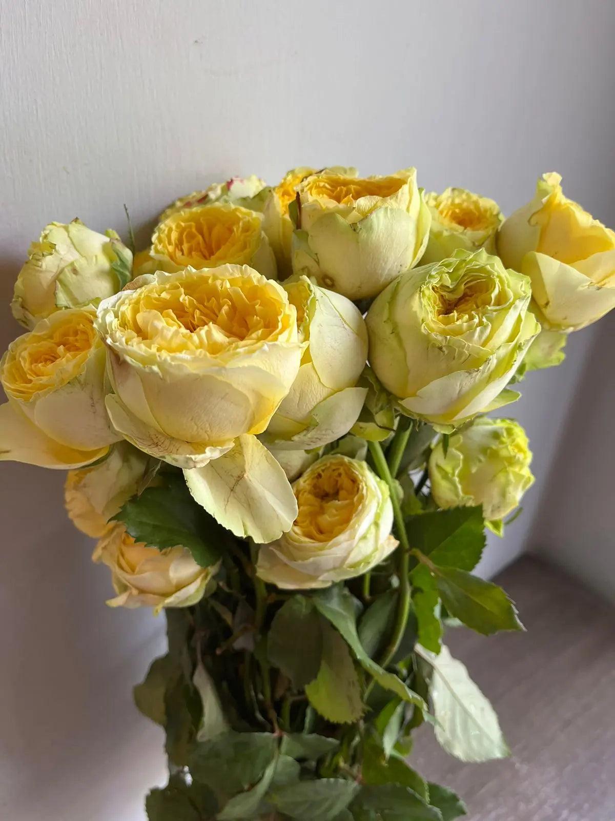 Rose 1magnolialane