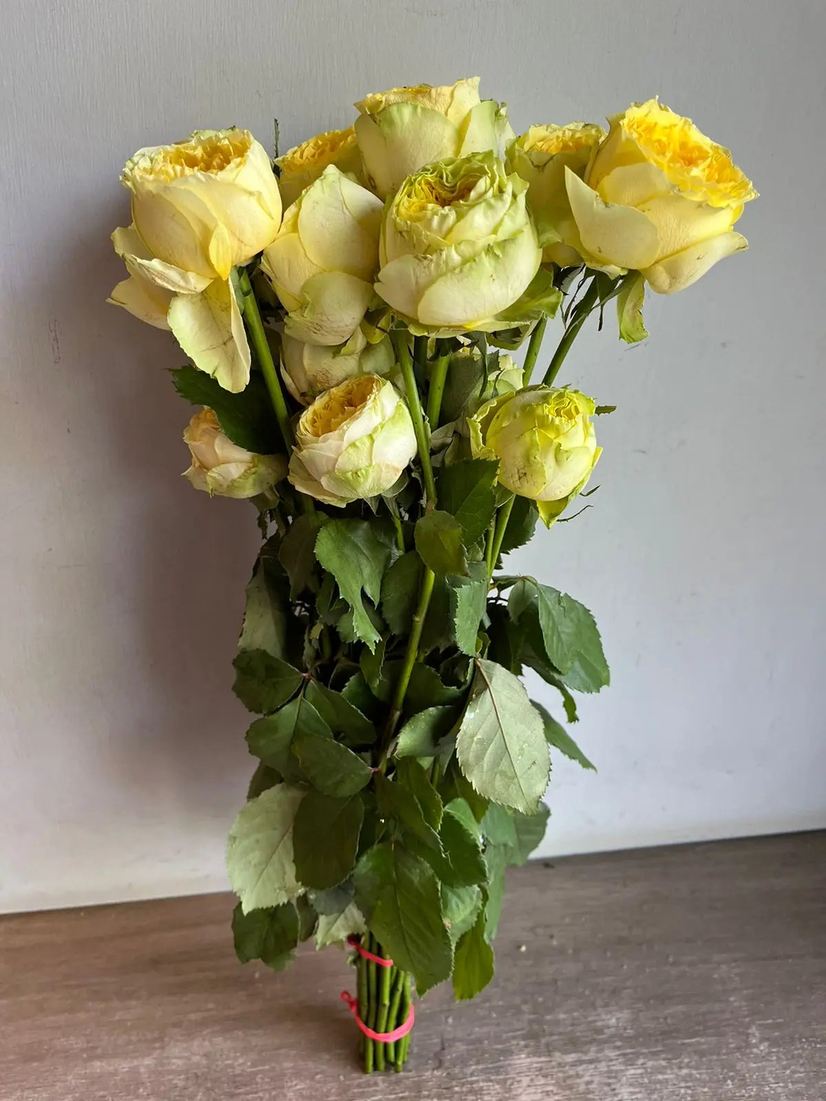 Rose 1magnolialane
