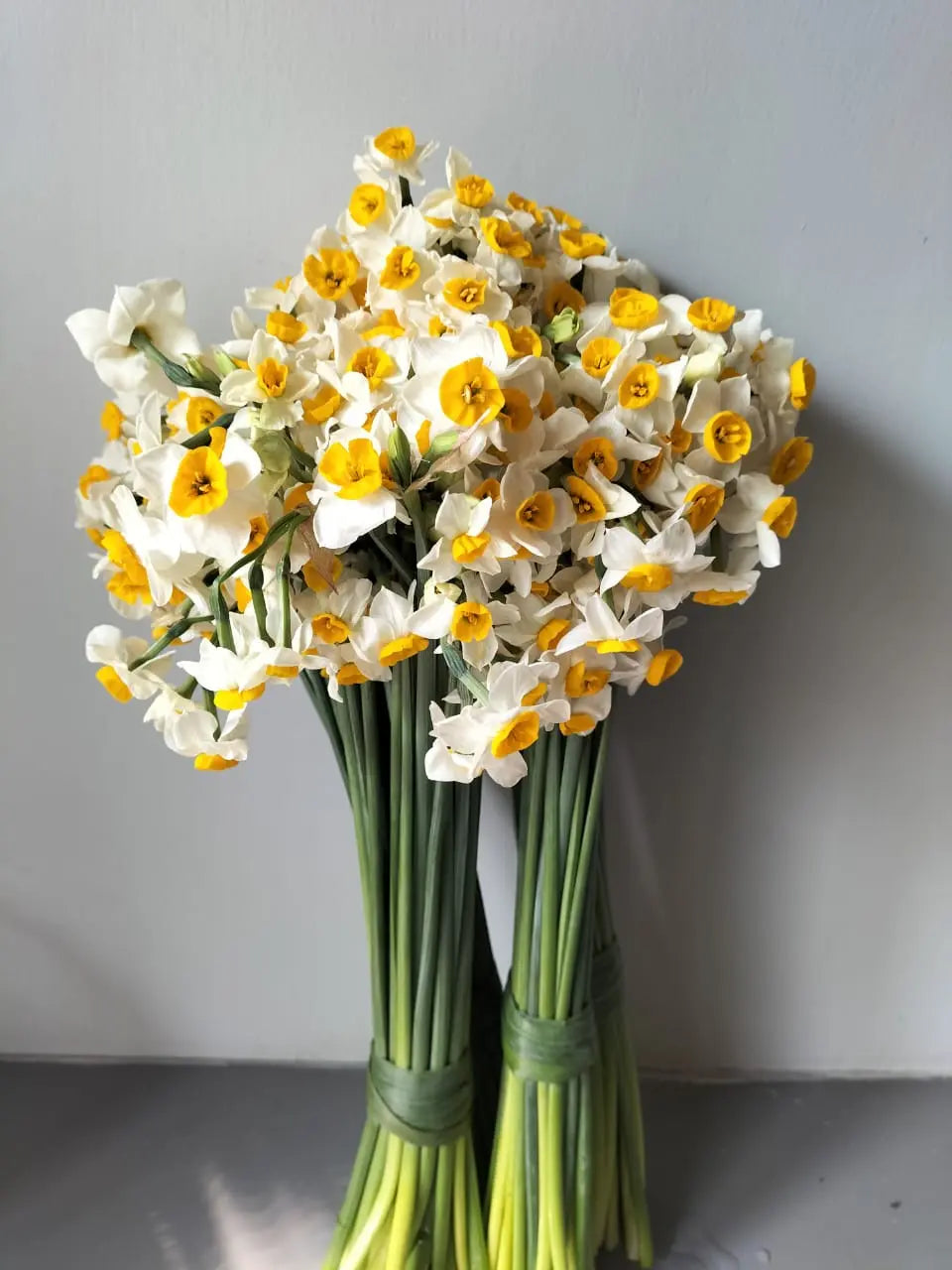 Nargis 1magnolialane