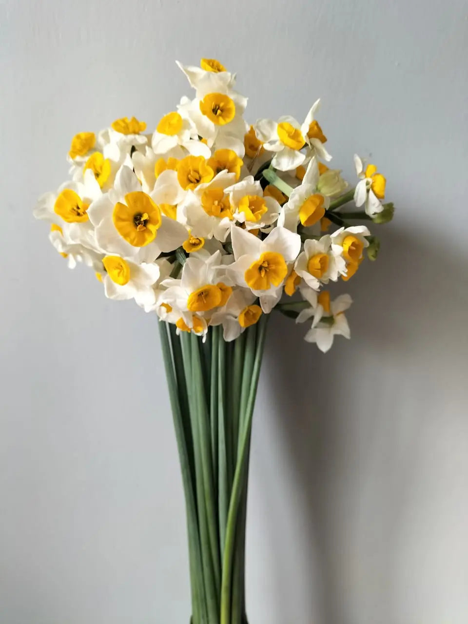 Nargis 1magnolialane