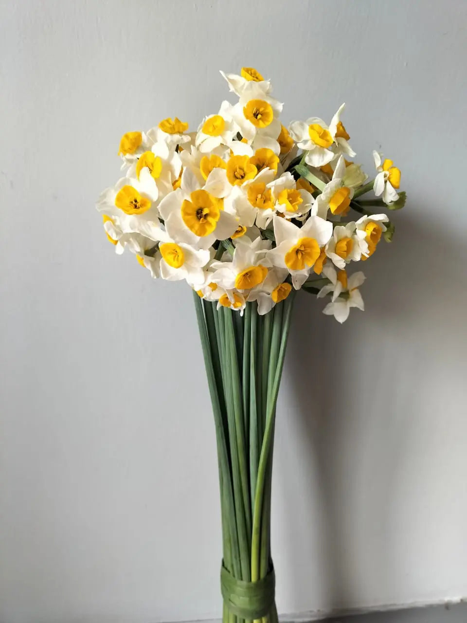 Nargis 1magnolialane