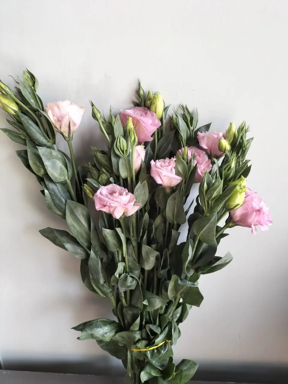 Lisianthus 1magnolialane