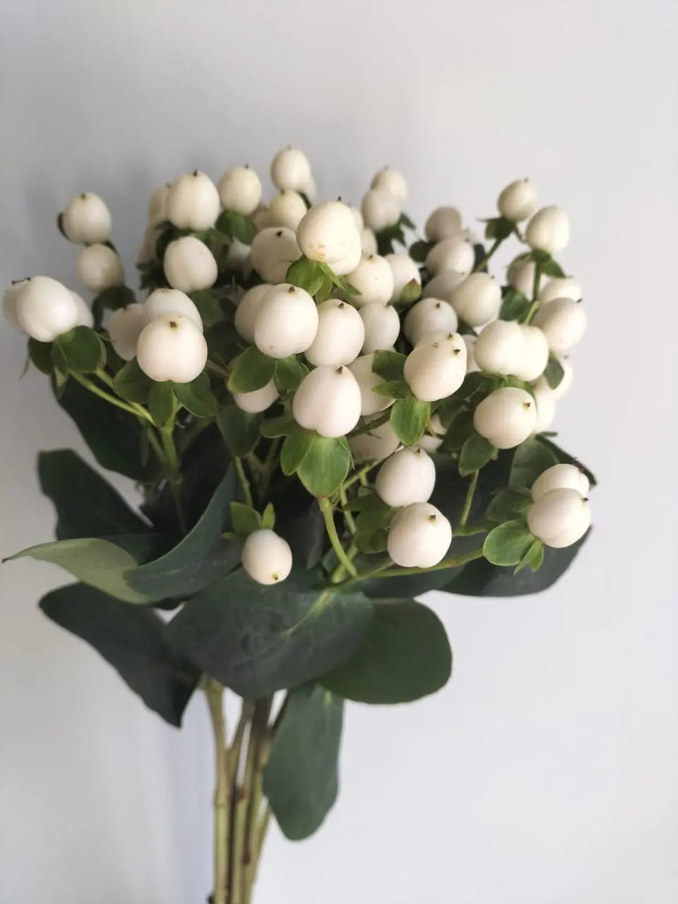 Hypericum berries 1magnolialane