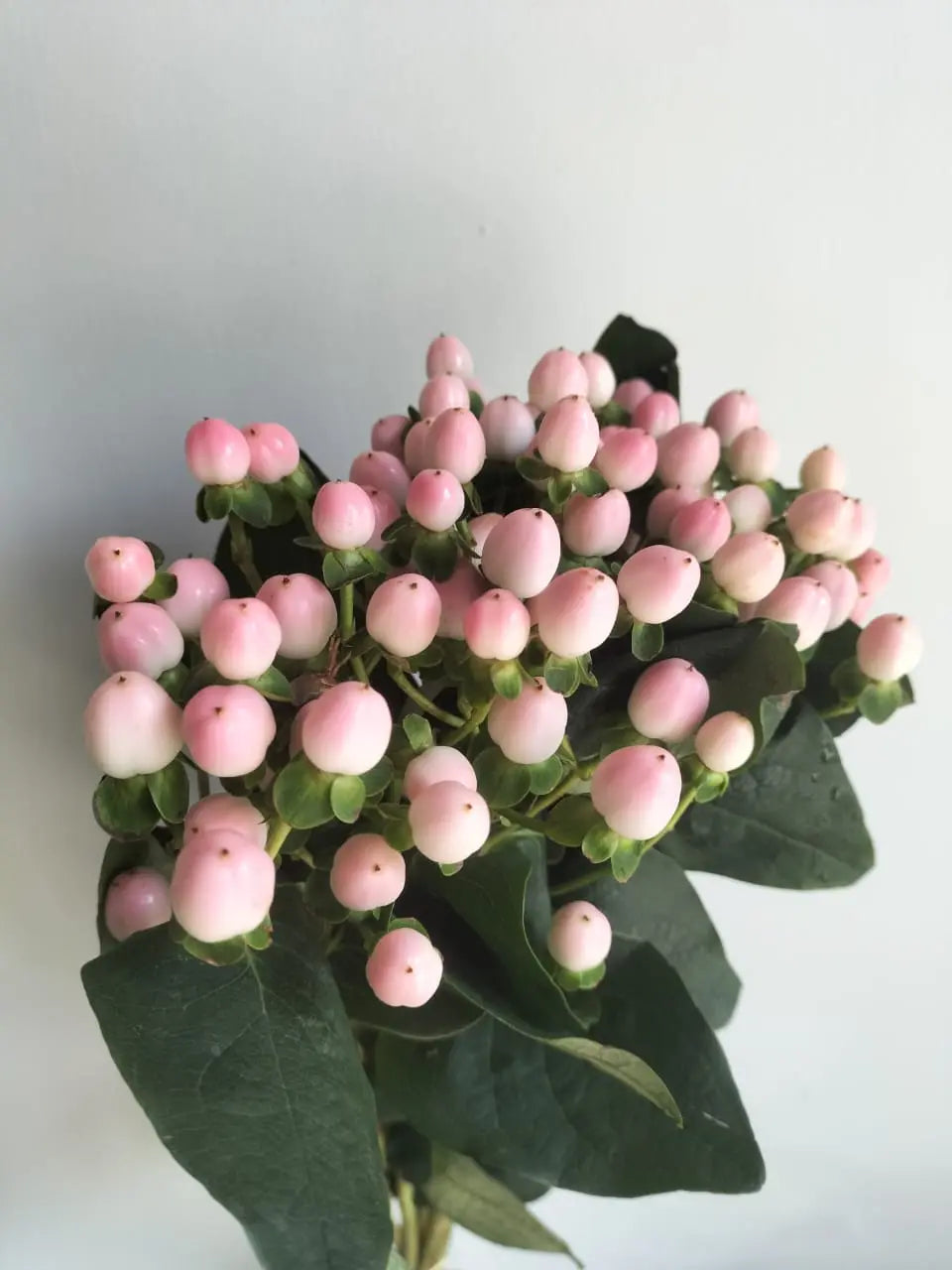 Hypericum berries 1magnolialane