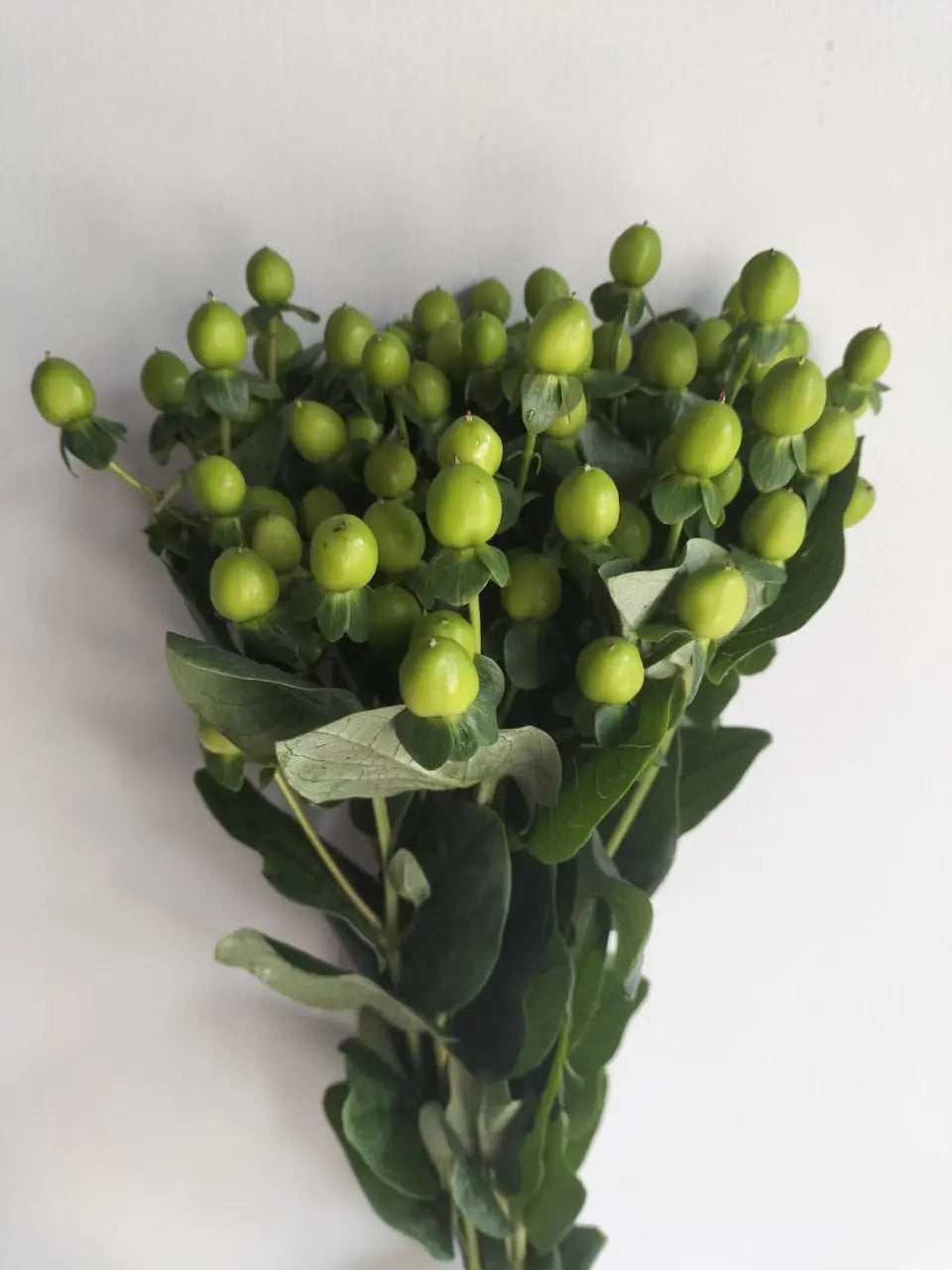 Hypericum berries 1magnolialane