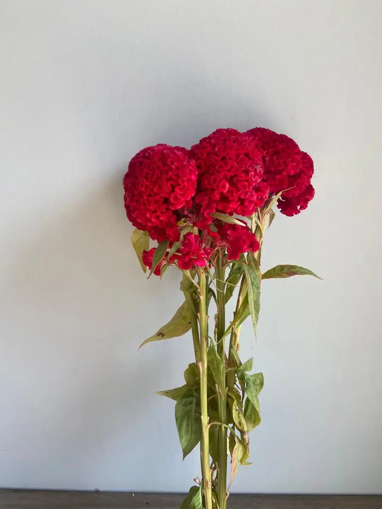 Cockscomb 1magnolialane