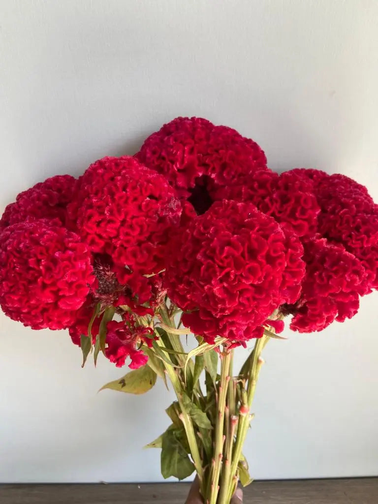 Cockscomb 1magnolialane