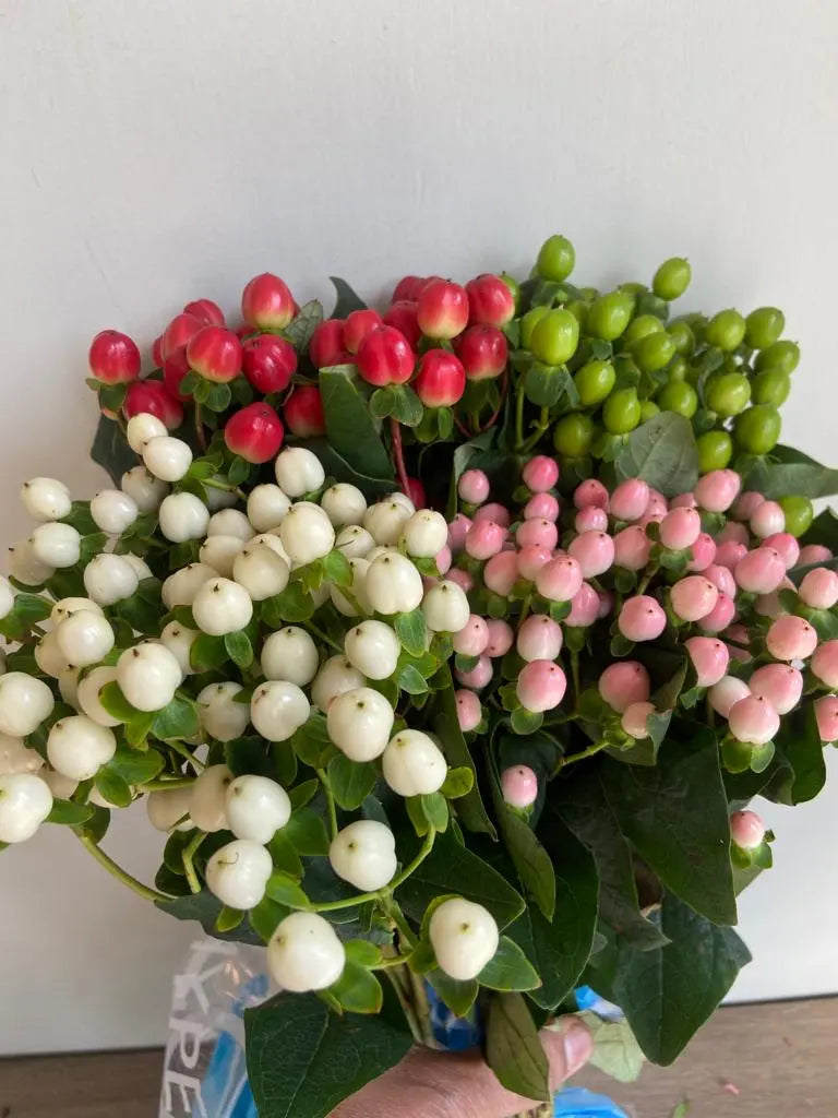 Hypericum berries 1magnolialane