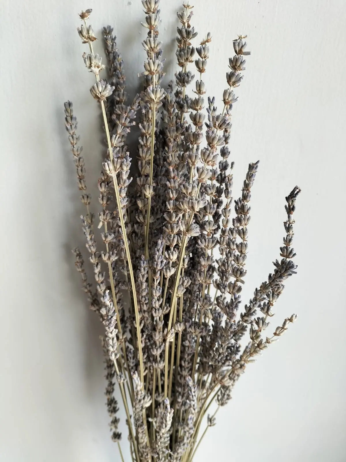 Dry Lavender 1magnolialane