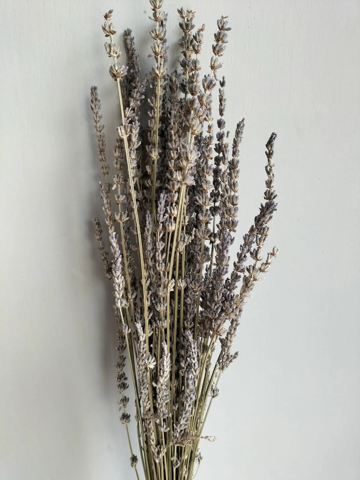 Dry Lavender 1magnolialane
