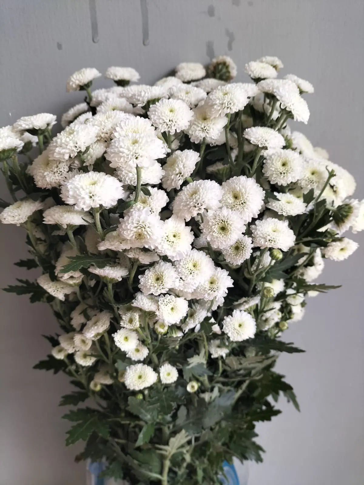 Button Chrysanthemum 1magnolialane