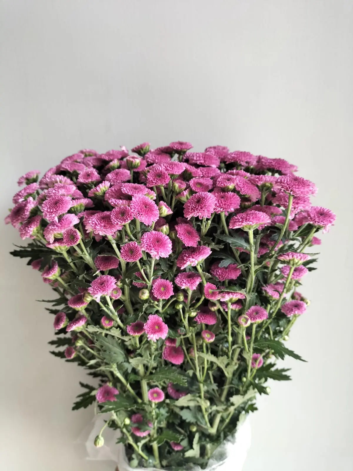 Button Chrysanthemum 1magnolialane