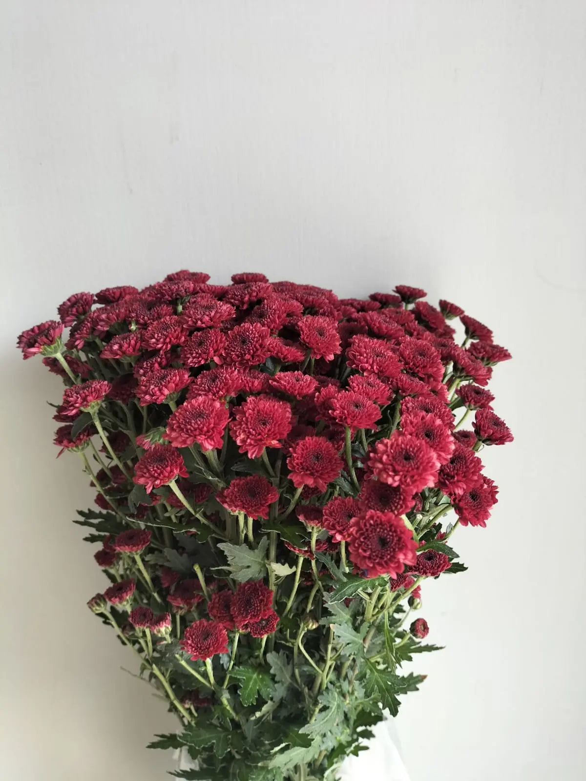 Button Chrysanthemum 1magnolialane