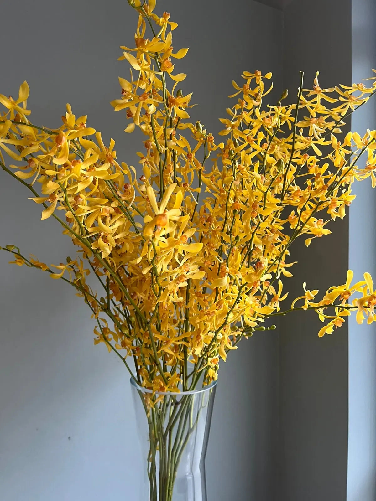 James storie 1magnolialane