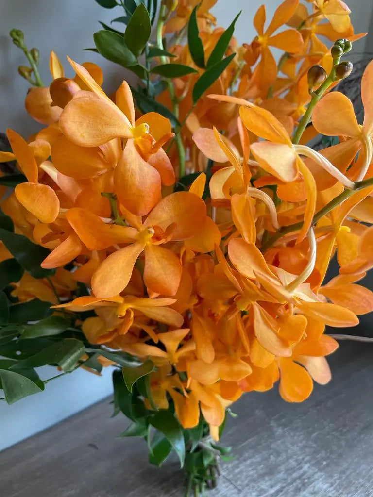 Orange Splash 1magnolialane