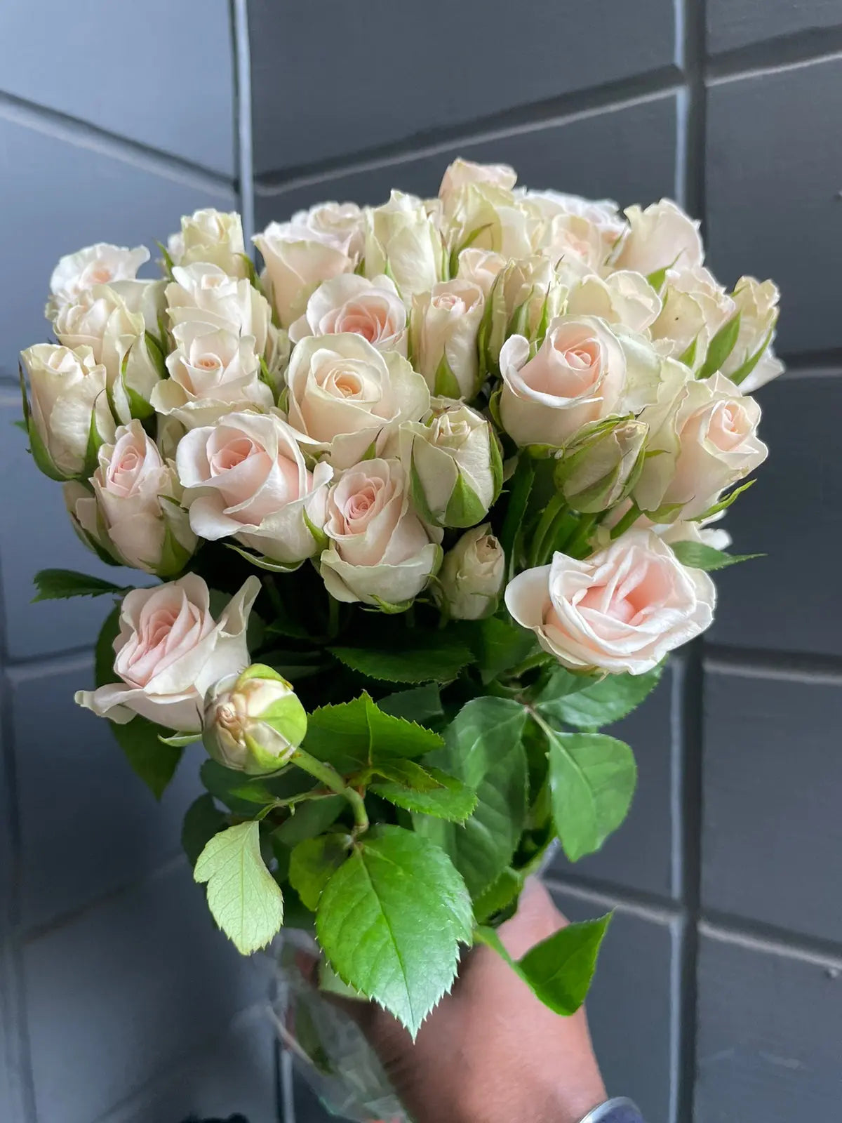 Rose 1magnolialane