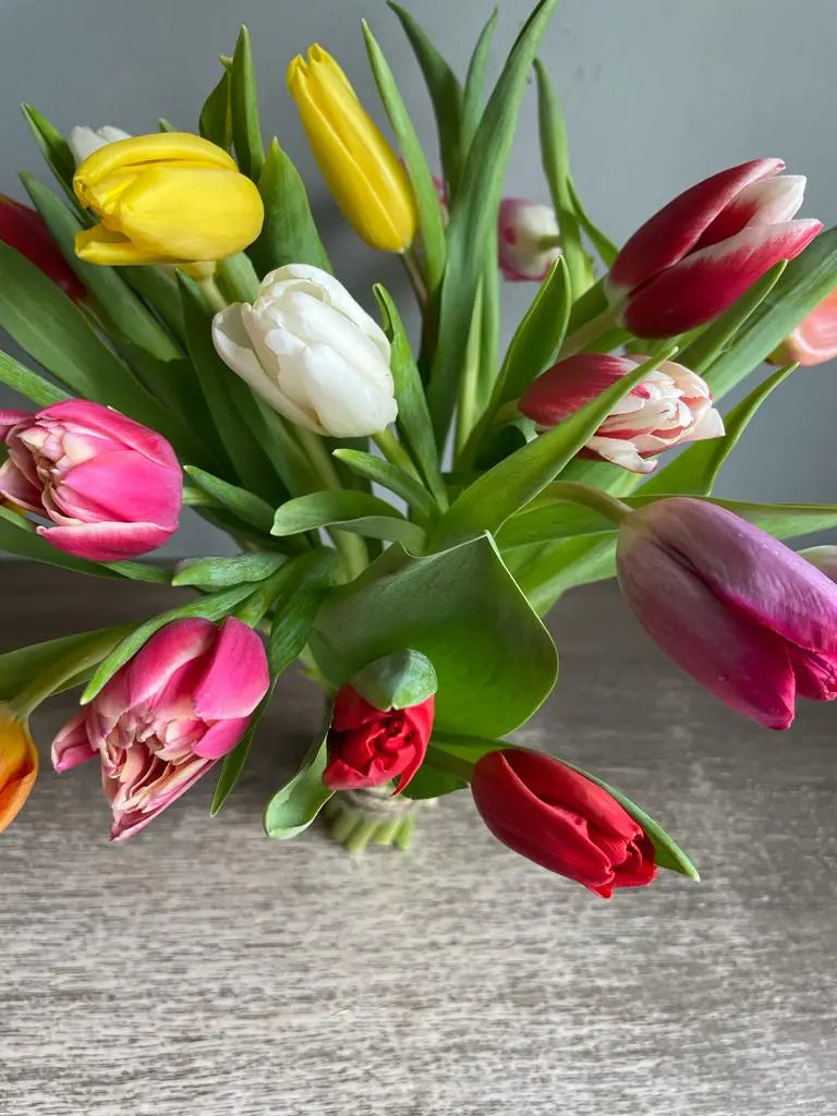 Tulipped 1magnolialane