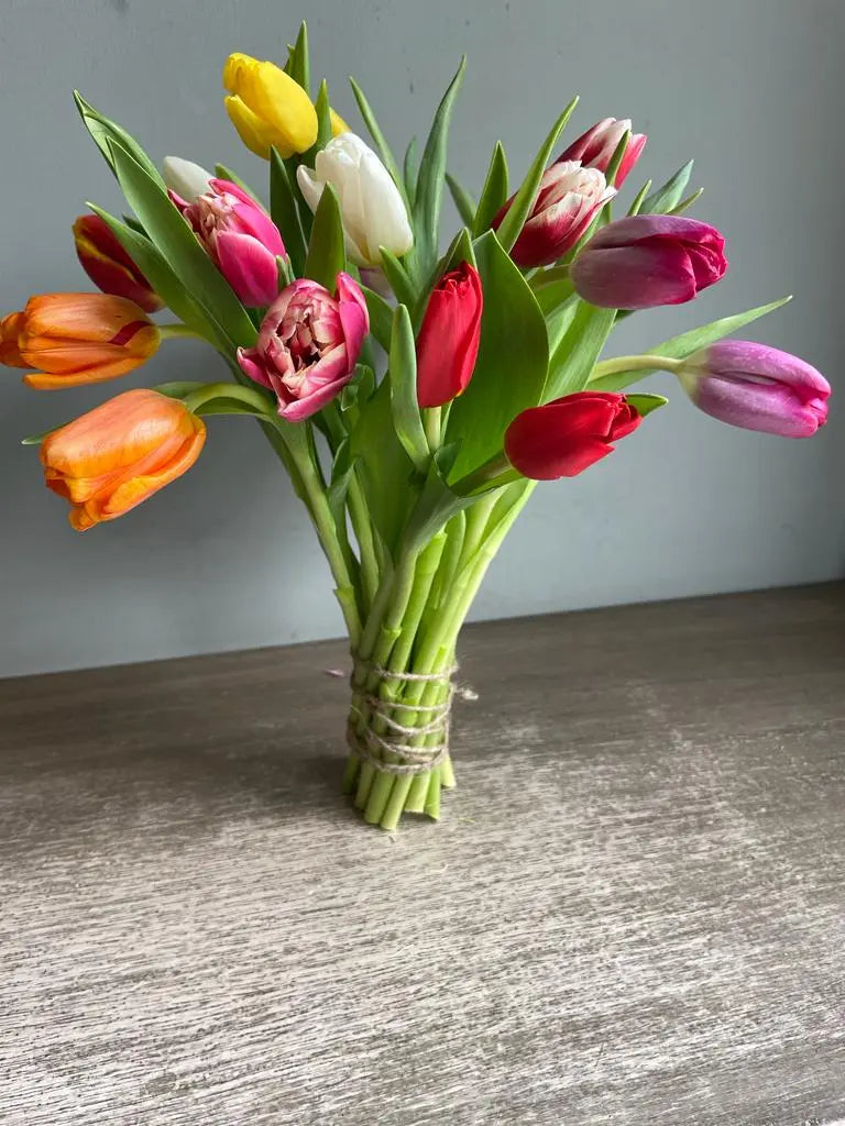 Tulipped 1magnolialane