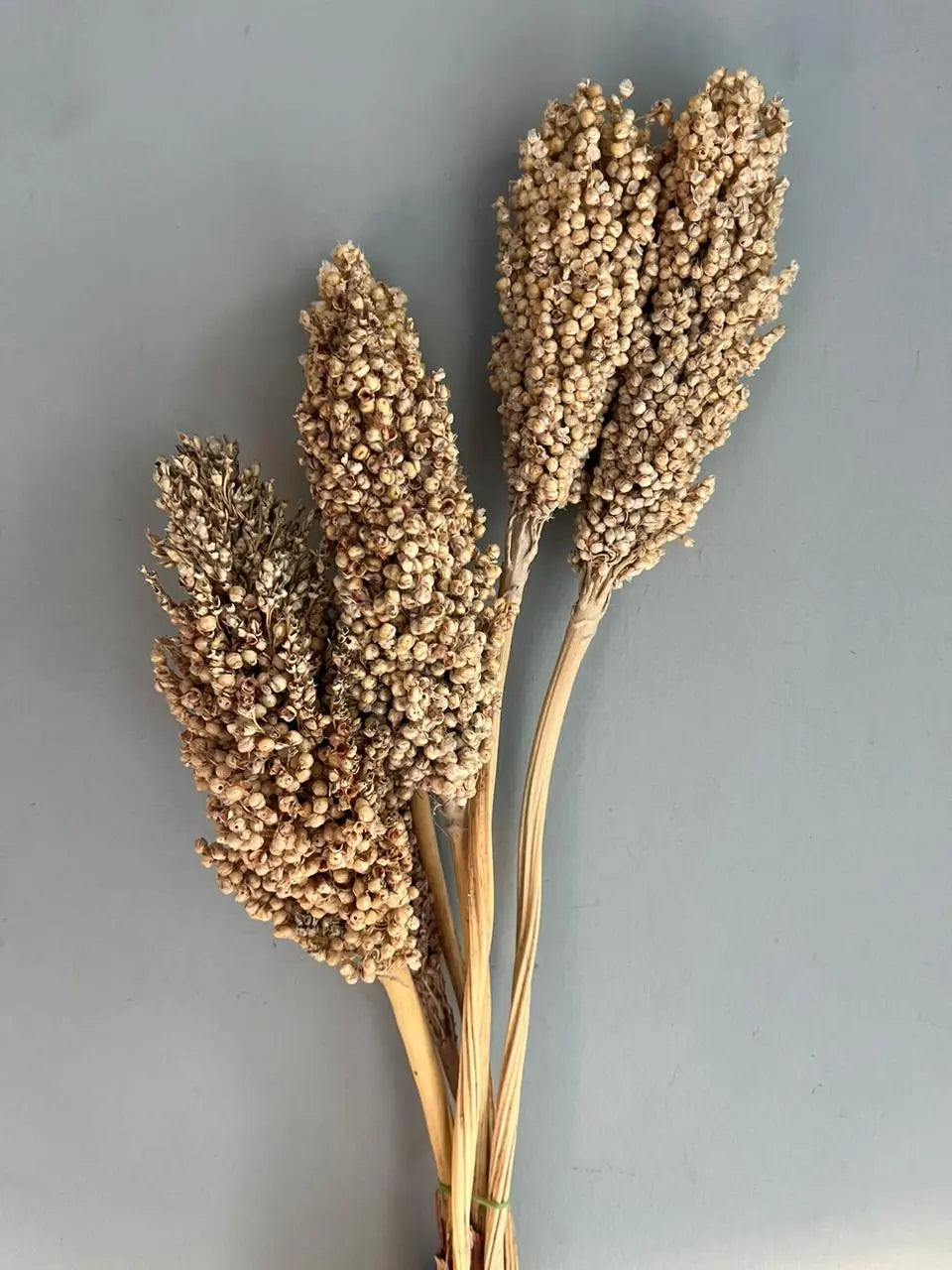 Sorghum 1magnolialane