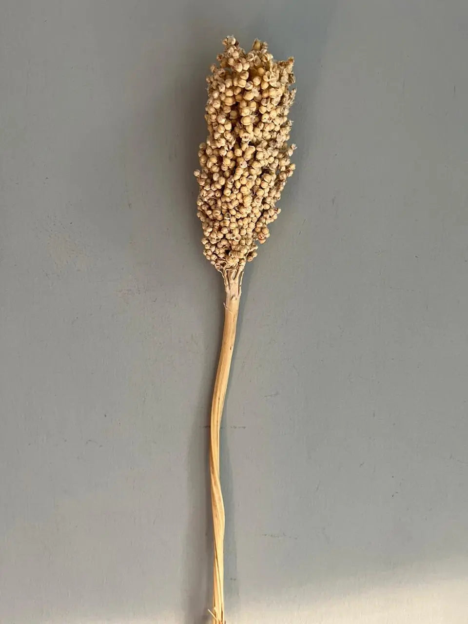 Sorghum 1magnolialane