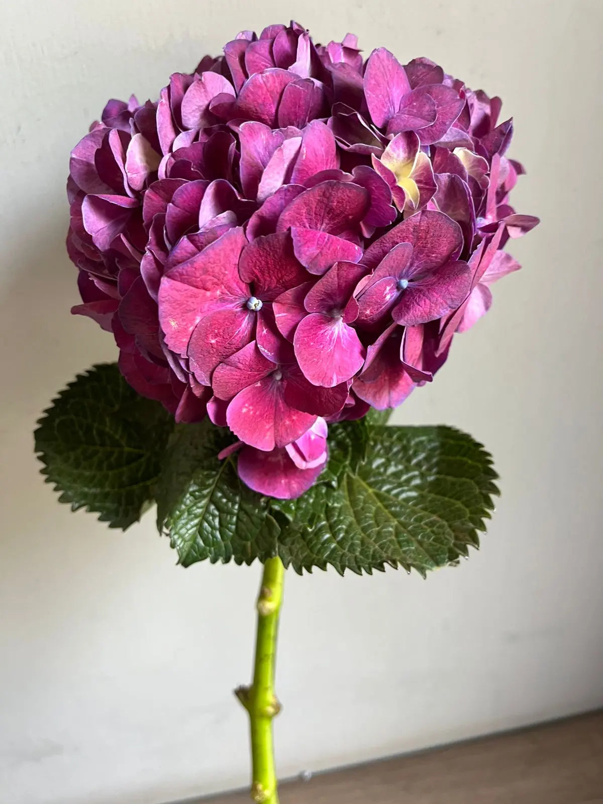 Hydrangea 1magnolialane