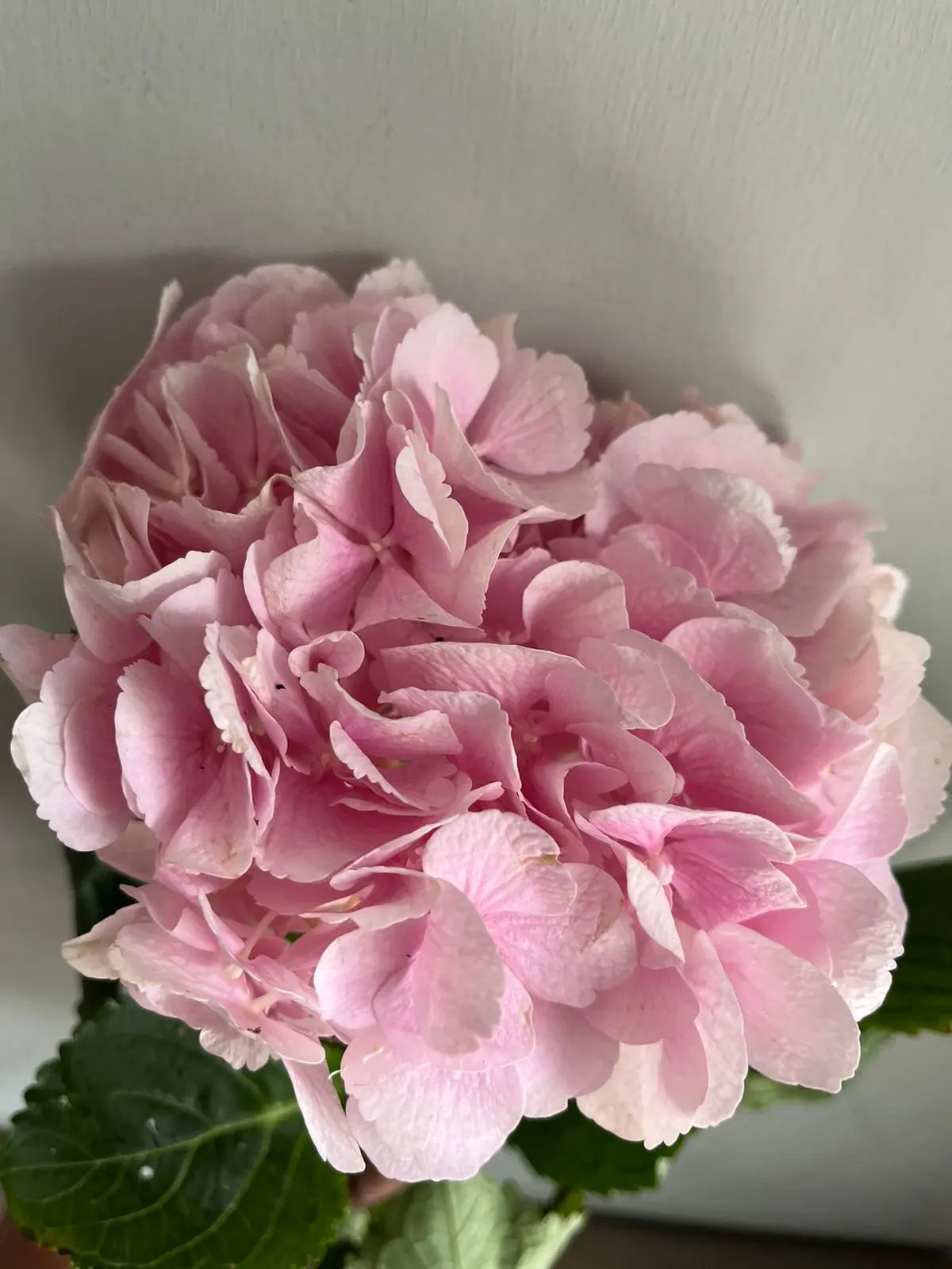 Hydrangea 1magnolialane