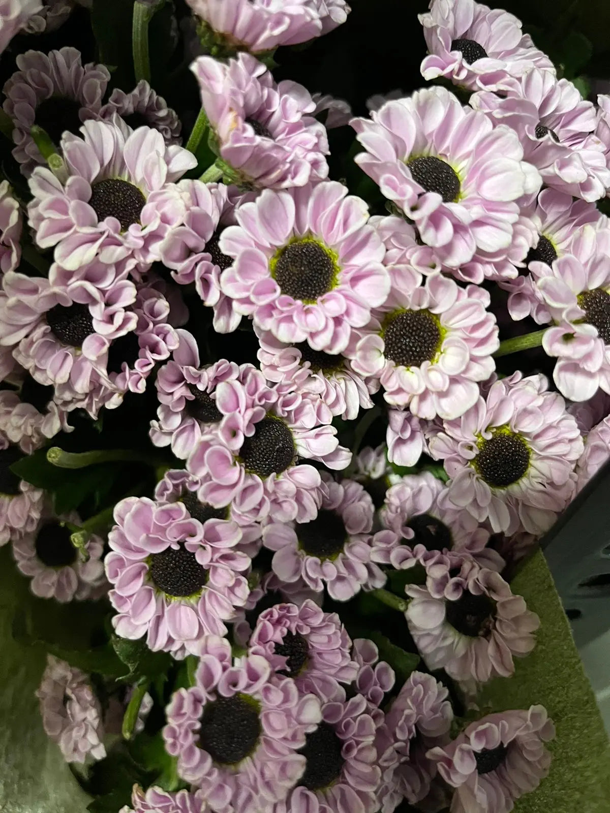 Button Chrysanthemum 1magnolialane