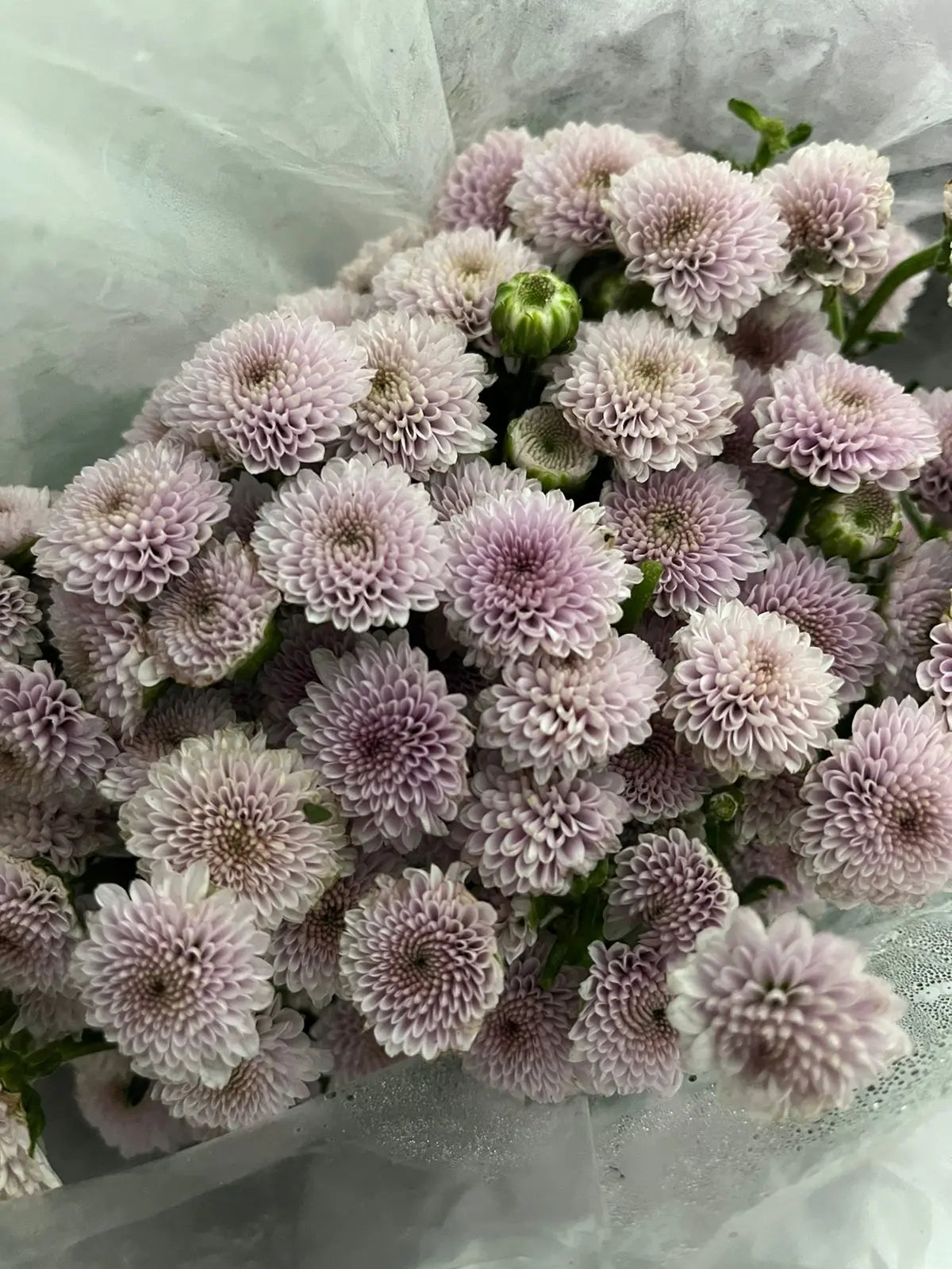 Button Chrysanthemum 1magnolialane